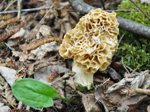 Morel Mushroom Hunting